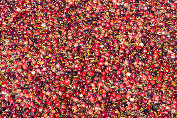 Cranberry harvest in Lanaudiere, Quebec Canada. cranberry bog.