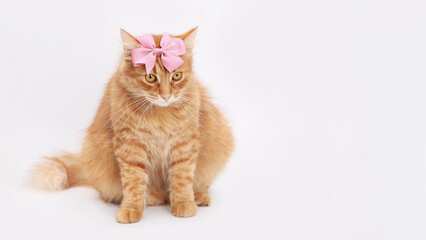 Fluffy red cat with small pink bow tie on its head on a white background. Festive greeting card. Calendar, event agency. Valentine's Day. Orange cat looking at the camera. Copy space