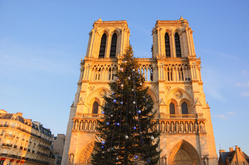 Christmas tree in front of the Notre Dame cathedral in golden sunset light. Paris, France. Before a fire.