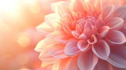 Fototapeta premium A close-up shot of a delicate pink flower bathed in warm, soft light, exuding tranquility and beauty.