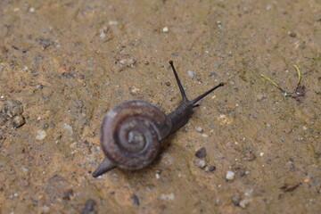 Fotografía de un pequeño caracol caminando por el suelo tomada en Machu Picchu Cusco.