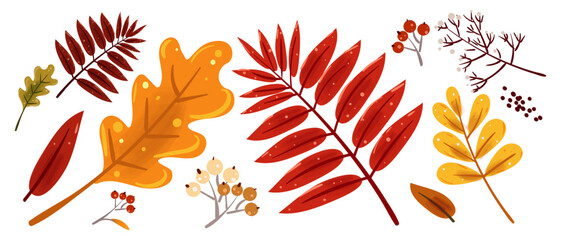 Set of colorful autumn leaves. Vector elements on white background. Fall foliage hand drawn, vector illustration © Ivan Kopylov