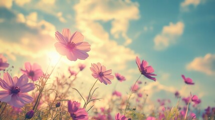 Sunlit pink flowers gently sway in a vibrant field under a bright, cloudy sky.