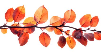 Fototapeta premium Vibrant orange and red autumn leaves branch isolated on white background