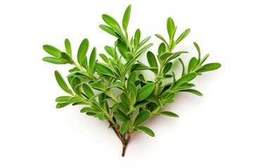 Thyme leaf plant herbs.