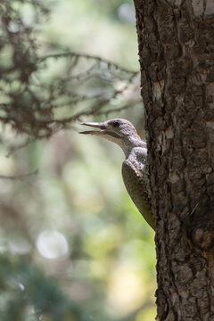 Iberian Woodpecker Perched on a Swiss Pine Tree