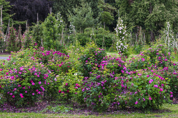 Bush roses in the rose garden