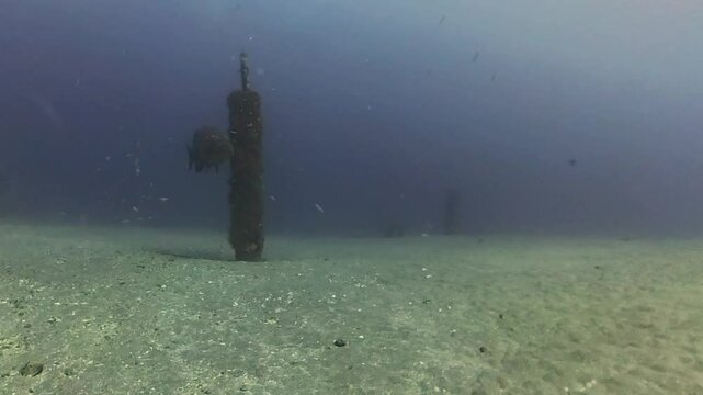 4k video of an Atlantic Goliath Grouper (Epinephelus itajara) in Jupiter, Florida, USA