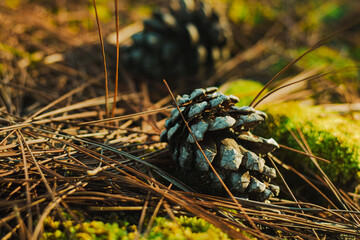 Closeup of Pine Cone Resting on Forest Floor, Surrounded by Fallen Pine Needles and Moss, Nature Stock Image for Environmental Concepts, Forest Landscapes, and Botanical Photography.