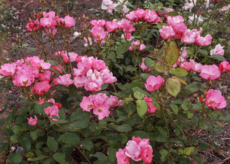 Rose Motylek. Flowers are pink, open, medium, non-double, in inflorescences, with slightly wavy petals