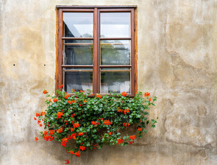 Old window with blossoming flowers on windowsill