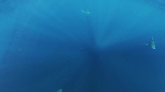 4k video of Bull Shark (Carcharhinus leucas) in Jupiter, Florida, USA