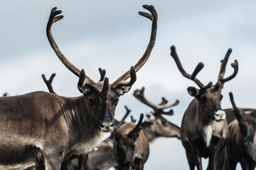 Reindeers grazing in the vast fields of Sweden under a cloudy sky during the late summer season