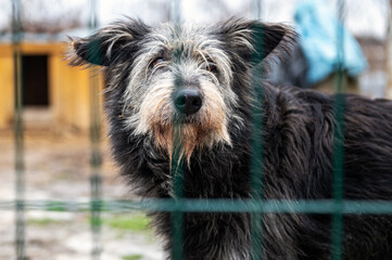 Naklejka premium Dog waiting for adoption in animal shelter. Homeless dog in the shelter.