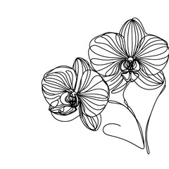 Fototapeta premium A close up of the orchid in a line drawing style
