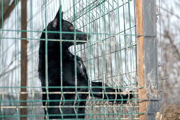 Dog waiting for adoption in animal shelter. Homeless dog in the shelter.