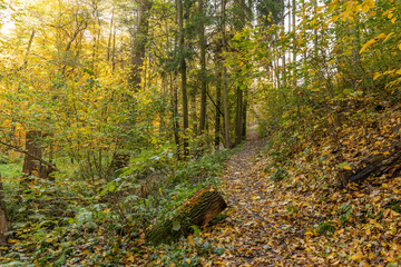 Beautiful autumn forest road and sun flare