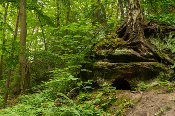Spring in the parkside - tree and green leaves