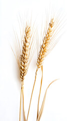 Fototapeta premium Golden ripe wheat isolated on white background. Ears of wheat 