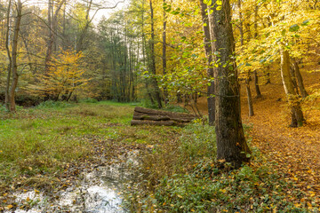 Obraz premium Beautiful water spring in autumn forest 