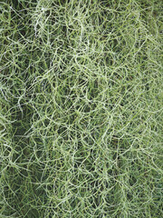 green Spanish moss   Air Purifying Plants