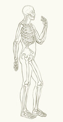 Human skeleton. Vector schematic drawing