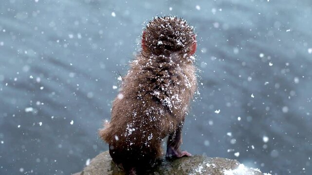 travel in Japan for winter holidays, baby Japanese macaque in heavy snow in a hot spring in Nagano, Japan, Christmas in Japan