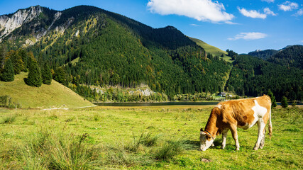 Spizingsee mit Kuh