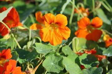 Tropaeolum majus, the garden nasturtium, nasturtium, Indian cress or monk's cress, is a species of...