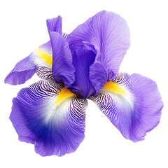 iris  flower. white isolated background with clipping path.  Closeup  no shadows. Nature.