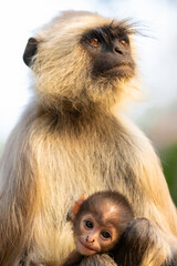 Grey Langur with her baby