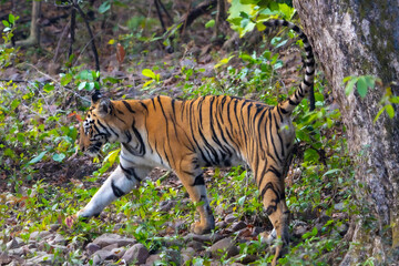 Fototapeta premium Tiger in the Wild
