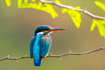 Common Kingfisher