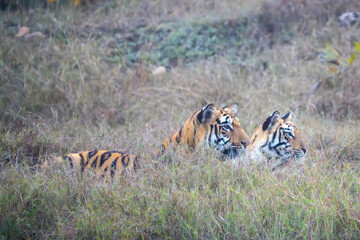 Two Tigers in the Grass