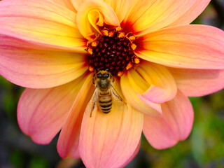 Macro of honey bee (Apis) gathering on yellow and pink dahlia flower with pollen on its head and seen from above