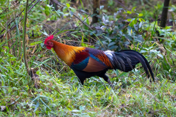Red Junglefowl
