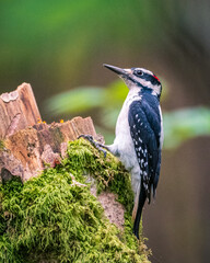 woodpecker on mossy log