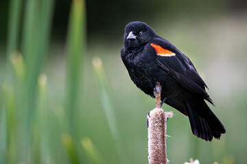 red wing black bird sitting on cottontail
