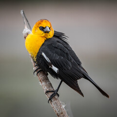 blackbird resting on cottontail