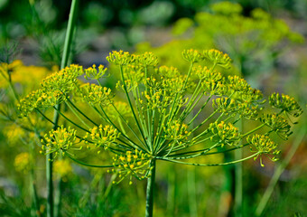 kwiat kopru, zielony kwiatostan kopru, kwitnący koper, koper ogrodowy, Anethum graveolens, blooming dill, yellow flowers of dill, dill flowers in the garden