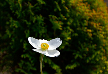 Zawilec wielkokwiatowy, Anemone sylvestris, snowdrop anemone, snowdrop windflower  © kateej
