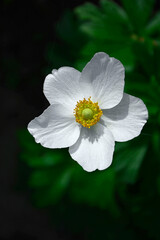 Zawilec wielkokwiatowy, Anemone sylvestris, snowdrop anemone, snowdrop windflower	