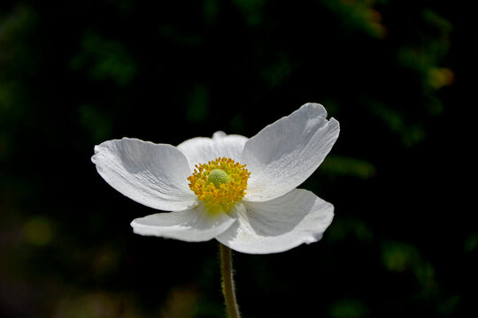 Zawilec wielkokwiatowy, Anemone sylvestris, snowdrop anemone, snowdrop windflower, biały kwiat na czarnym tle	