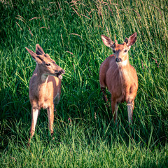 two young bucks in the grass
