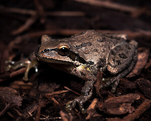close up of tree frog
