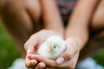 Hen with Chicks on Grass in Organic Poultry Farming

