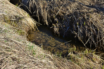 a small stream of water with a few dry plants around it