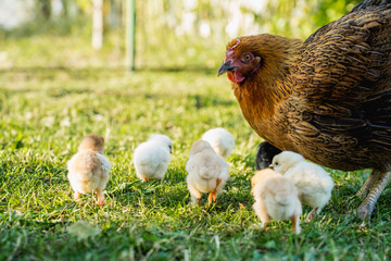 Hen with Chicks on Grass in Organic Poultry Farming
