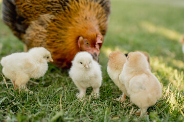 Hen with Chicks on Grass in Organic Poultry Farming
