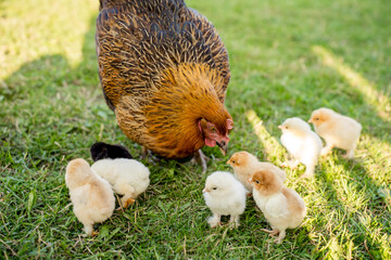 Hen with Chicks on Grass in Organic Poultry Farming
